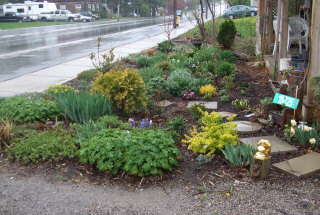My front garden in mid May 2010. Evelyn Wolf, Perennial Garden Consultant