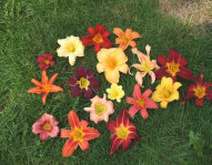Daylilies. Tons of colours and sizes to choose from. Evelyn Wolf, Garden Consultant