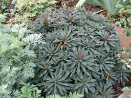 Euphorbia amygdaloides 'Purpurea'