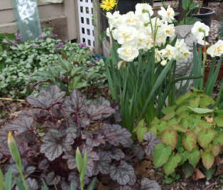Evelyn Wolf, Perennial Garden Consultant. Some of my favourite foliage plants looking their best in spring.