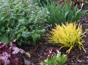 The yellow foliage is the spring growth of Tradescantia 'Sweet Kate', beside the true blue flowers of Brunnera.