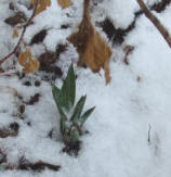 Tulip braving snow...on April 6th!@#@!!# Just yesterday I was out there in the lovely warm sunshine doing some clean-up!