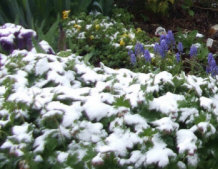 Dwarf Iris, Muscari, bigroot Geranium, and Corydalis lutea, enduring a late May dusting of snow.
