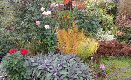 small section of my front garden showing a rich mix of texture, colour and form.