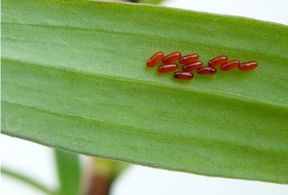 Lily beetle eggs - watch for these on leaf undersides soon after the plants leaf out in spring.