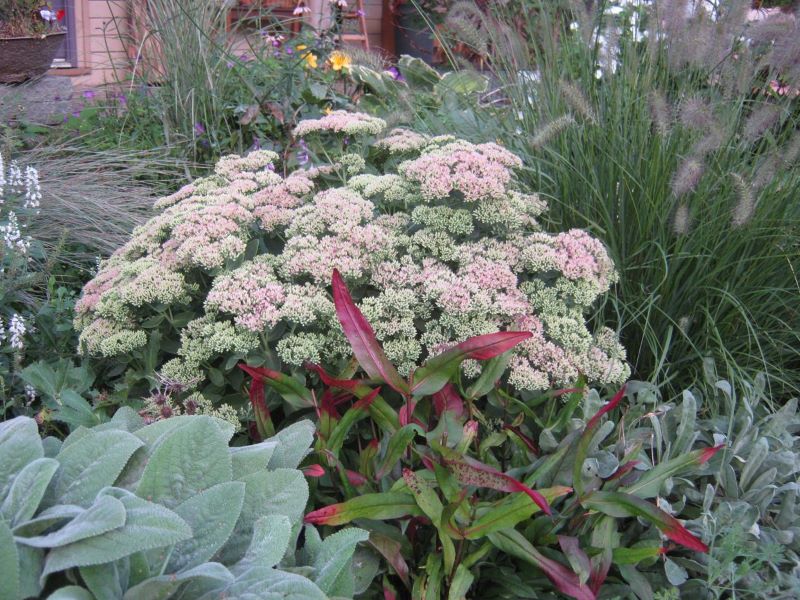 a complimentary trio of plants in late summer.