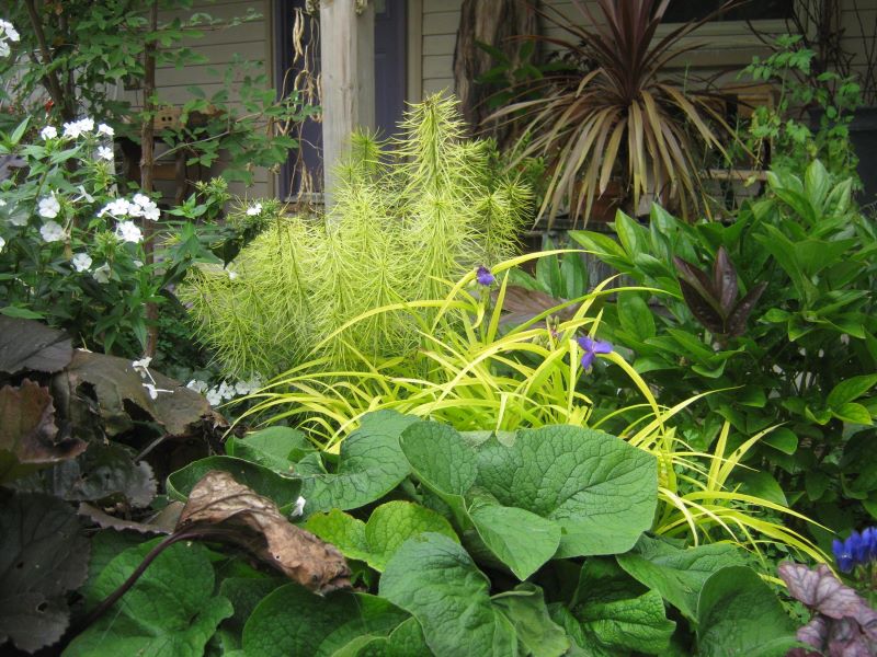 contrast of colourful foliage and bold leaf shape