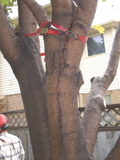 a severe case of included bark on a Norway Maple tree.