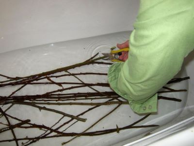 soaking branches in bathtub to wake them up