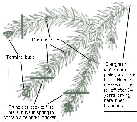 close-up of spruce tree branch tip showing dormant buds. 