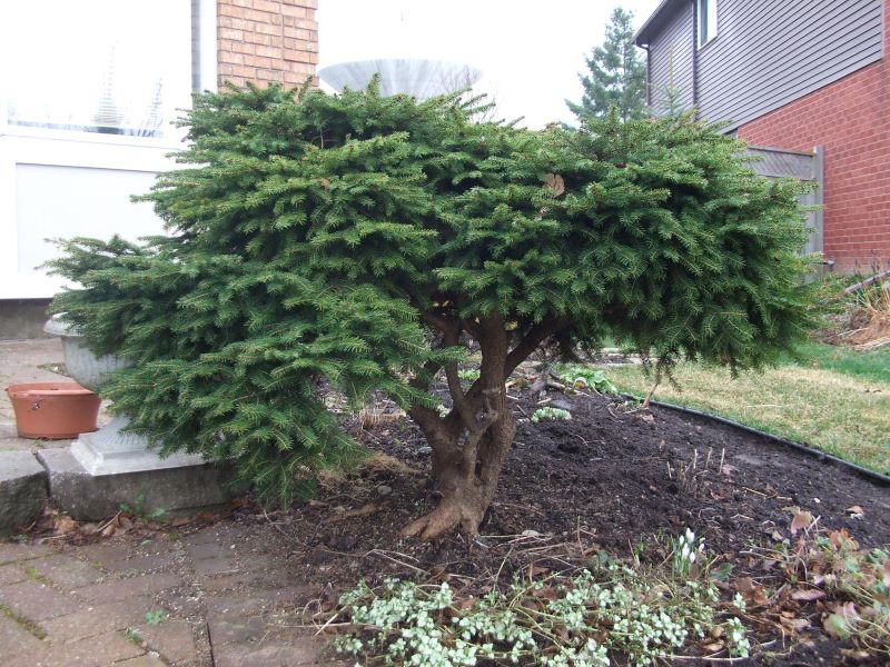 Nest spruce, given a new life through a topiary style pruning. 